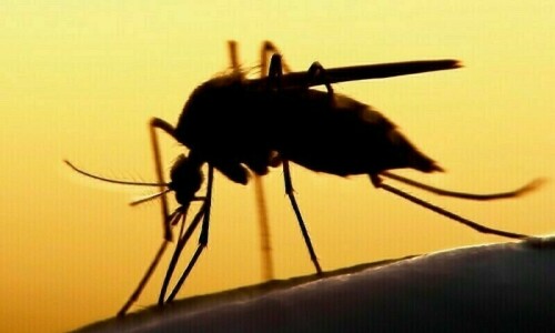 WHO sounds alarm on risk of chikungunya epidemic
